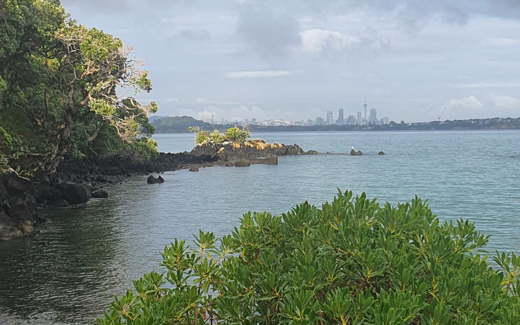 Motutapu Island is having a tough run with four stoat invasions in one year.