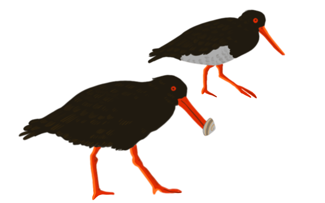 Two black and red birds stand side by side, one holds an oyster in it's mouth.