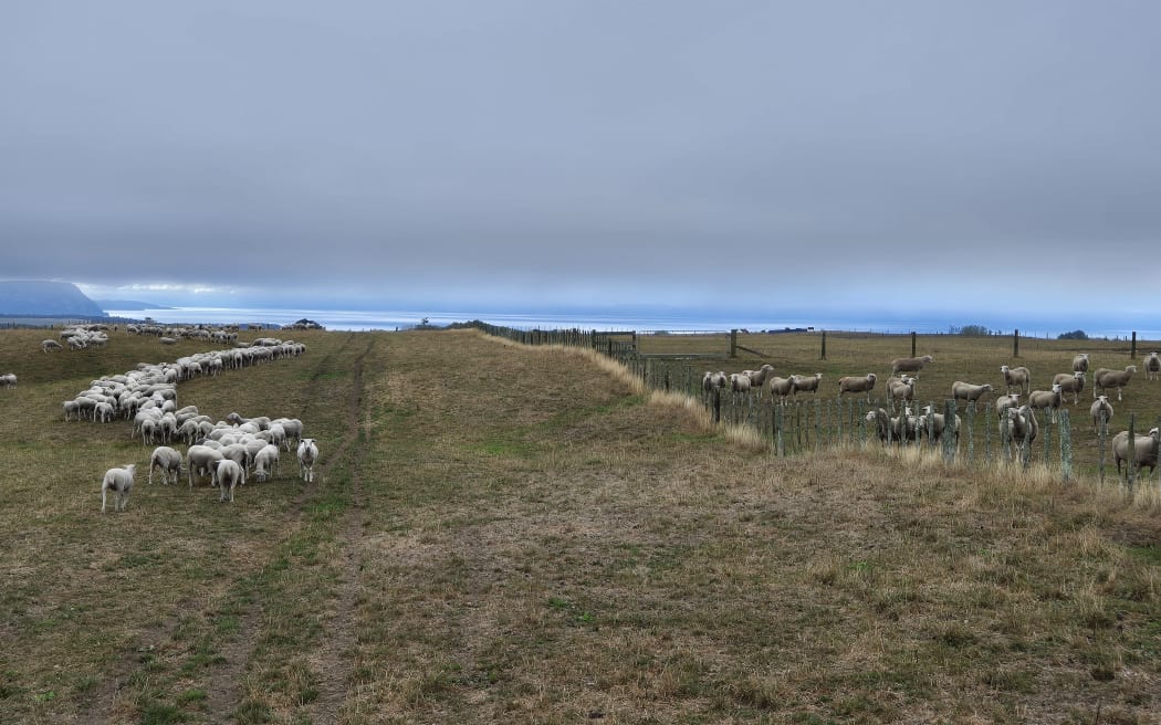 Because of the cool climate in Tihoi, Ruby Mulinder and Sean Nixon's farm urgently needs rain before temperatures drop further and halts any chance of grass growing.