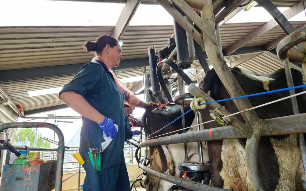 Artificial insemination technician at work