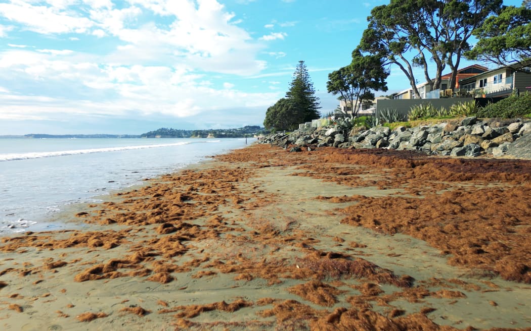 Red seaweed has blanketed Auckland beaches.