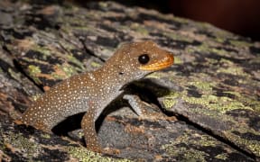 Hura te ao gecko (Mokopirirakau galaxias) discovered in January 2018, scientifically described this year and listed for the first time in this assessment. It is listed as threatened-nationally endangered.