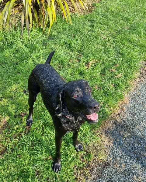 Loki has been Stevin Creegan's constant companion since he was a pup.