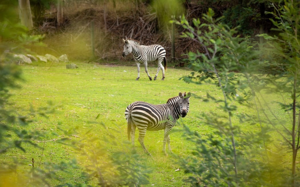 Zebra