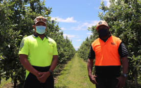 RSE workers So'o Fala (left) from Samoa and Joel Bruno Lee from the Solomon Islands, are celebrating Christmas by the apple orchards of Hawke’s Bay this year.