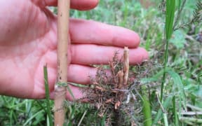 Damage caused by contractors to tōtara planted in Ernle Clark Reserve.