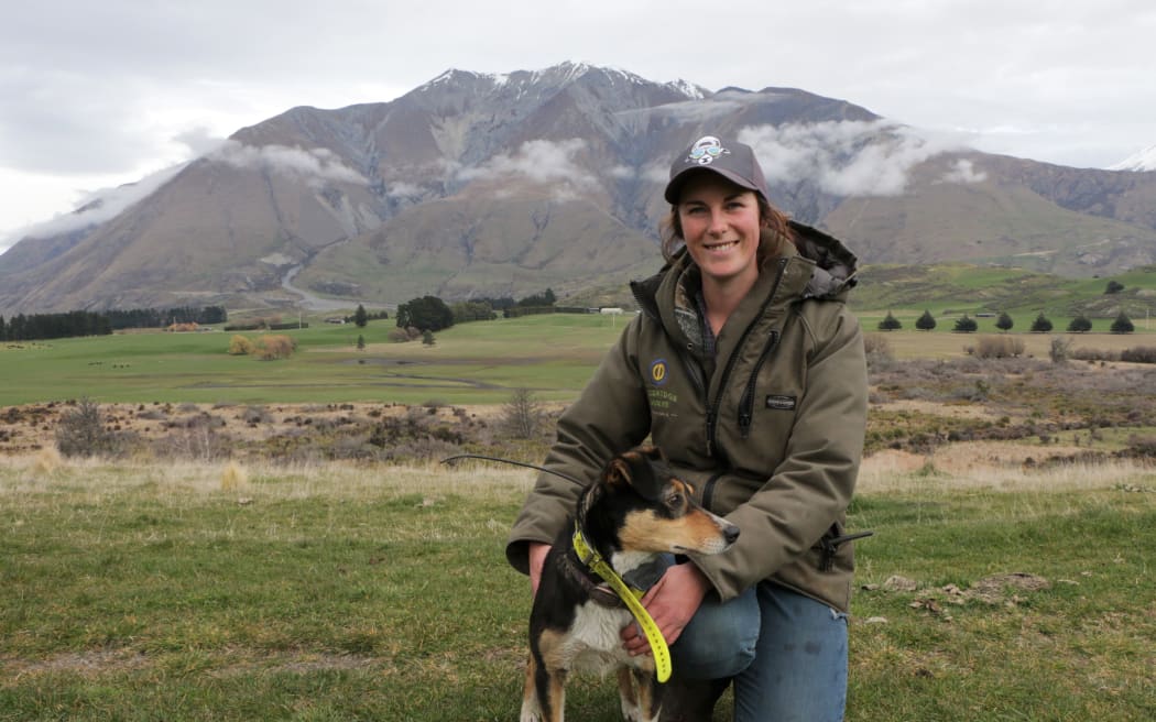 sheep dogs in ute