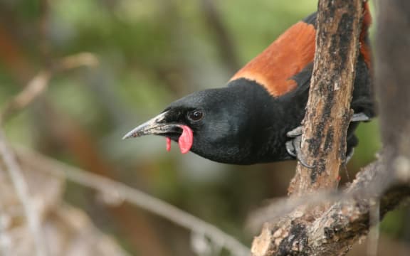 North Island Saddleback Philesturnus rufusater on Tiritiri Matangi Island, New Zealand.