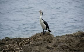 A pied shag on the New Zealand foreshore.