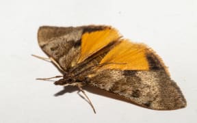 Kōwhai Moth