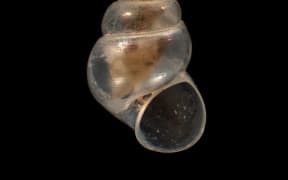 Freshwater snail, Hadopyrgus ngataana Haase