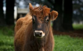 Jersey heifer