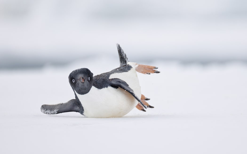 An Adélie penguin on some sea ice near Brown Bluff, Antarctica