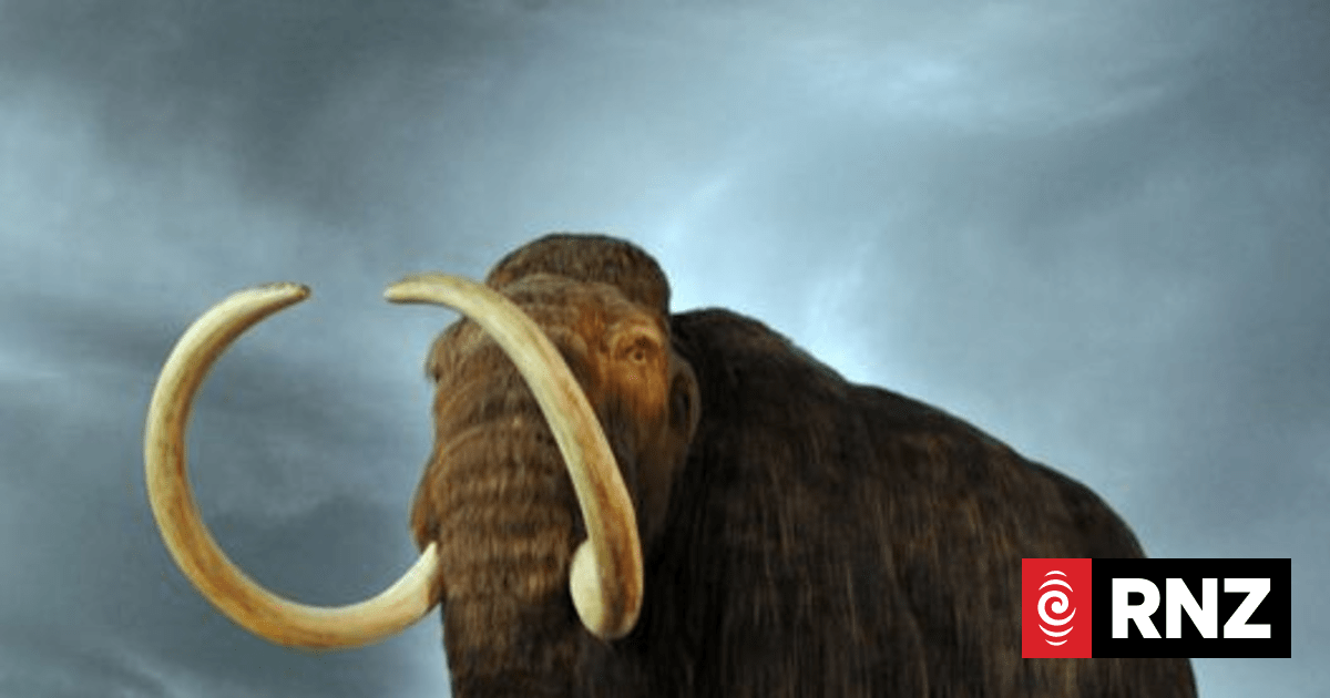 Dinosaurs and ancient mammals in Te Awamutu | RNZ