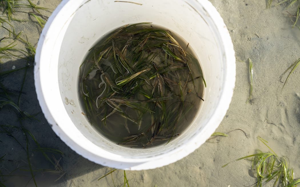 Looking down into a white bucket filled with dirty water and strands of seagrass.