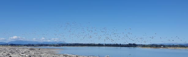 The mystery of how godwits sleep in flight | RNZ