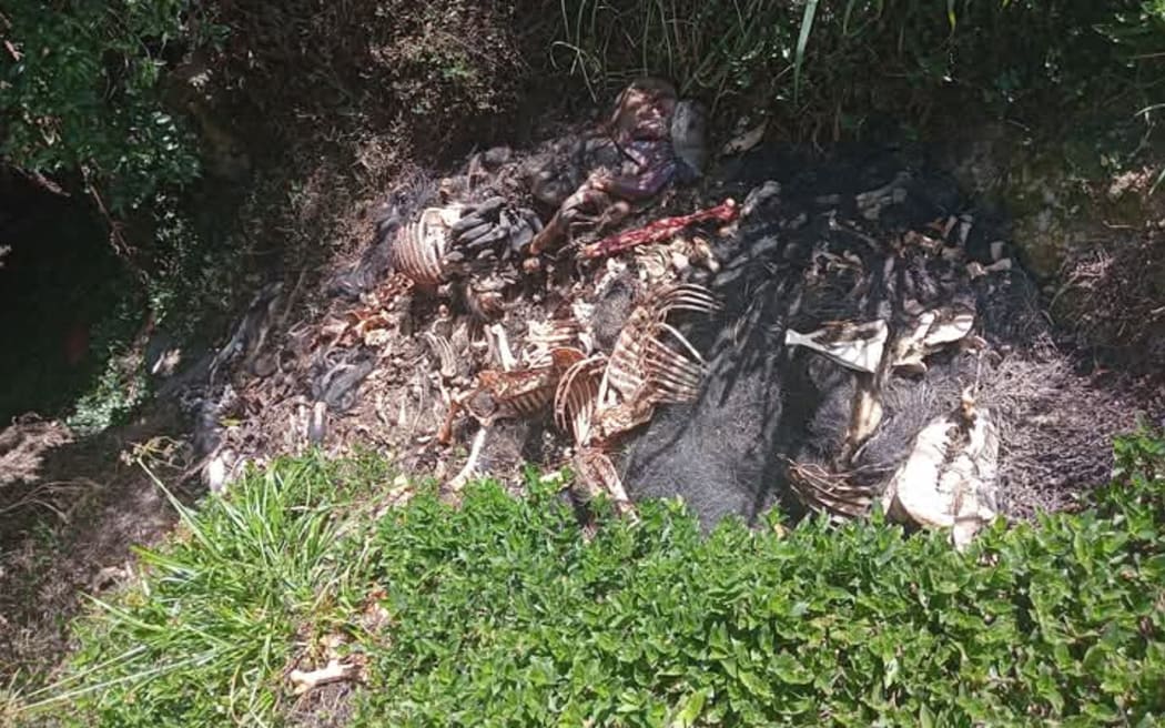 Thousands of animal carcasses have been dumped in a rural part of Northland and it is contaminating a local waterway.