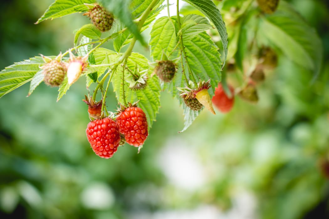 Maungatapere Berries.