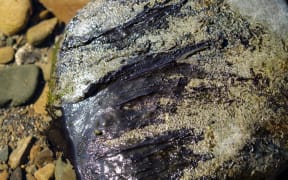 Toxic algae attached to rocks in the Ruamāhanga river