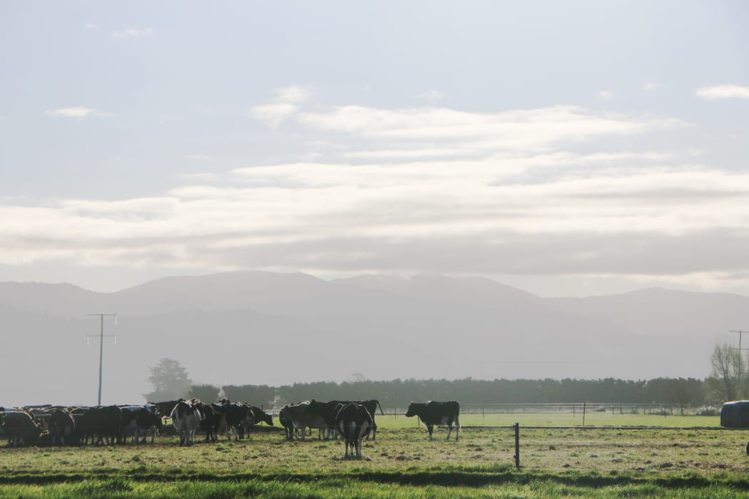 A generic herd of dairy cows on a South Canterbury farm.