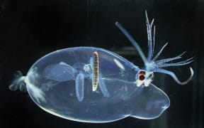 A translucent squid against a black background. It has a bulbous "head", big eyes, and tentacles splaying above its head like a hat.