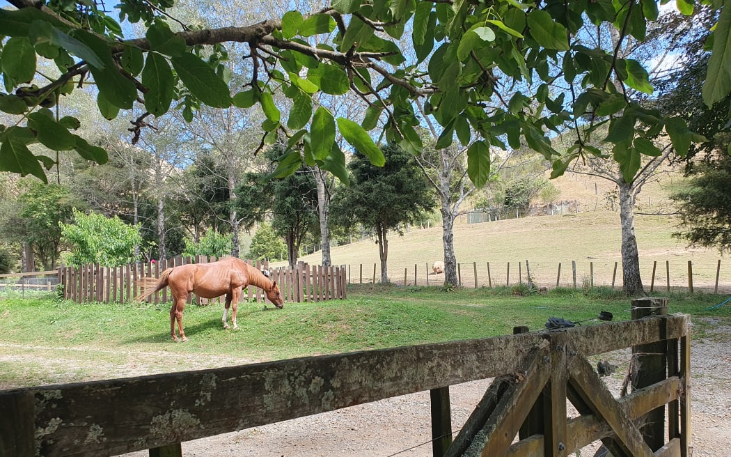 Twenty five horses, some of them rescued, are among the farm animals