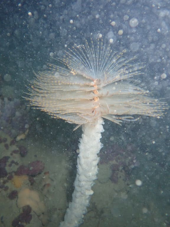 The Mediterranean fanworm.