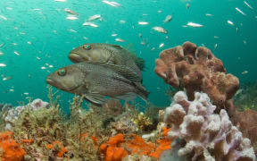 Sponges, such as the orange ones in this photo, may become more common as climate change begins to impact the world's coral reefs.