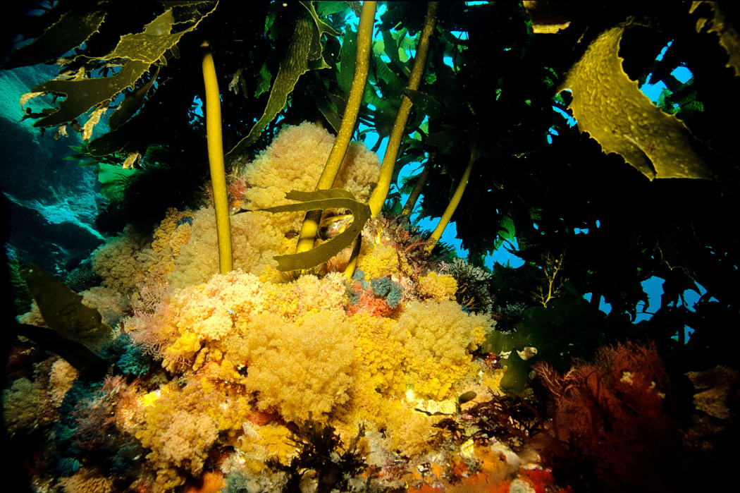 The ocean is home to thousands of marine organisms, such as the yellow bryozoans growing at the base of the marine algae, Ecklonia radiata.