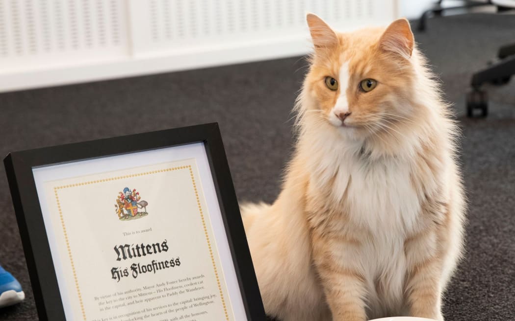 Mittens the cat, at a ceremony to present him with the key to the city of Wellington.