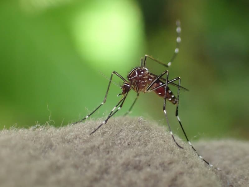 Striped, or ankle biting mosquito. Aedes notoscriptus, 2015.