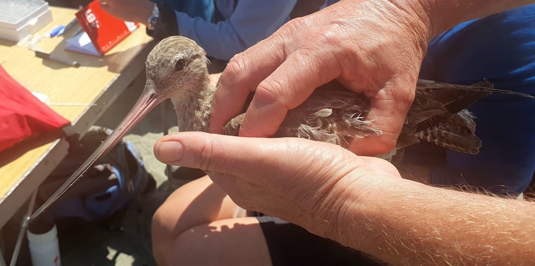 A close up shot of two hands holding a bar-tailed godwit. The godwit's head and log bill are visible, it's body held by the person's hands.