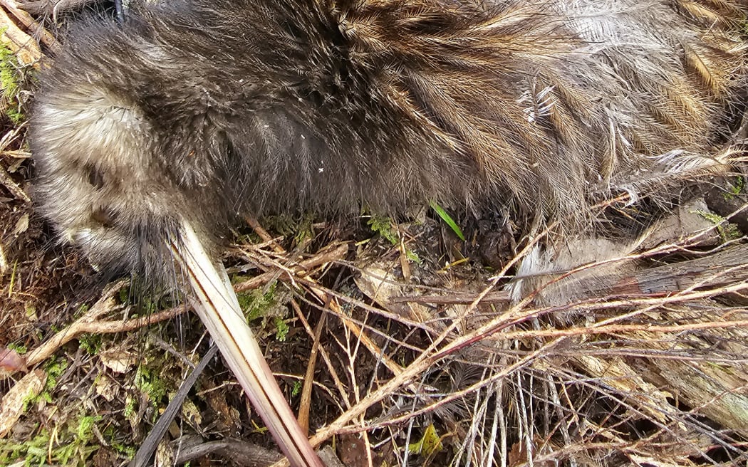 All six kiwi found dead in Ōpua Forest in the past fortnight have injuries consistent with being gripped in a dog's jaws.