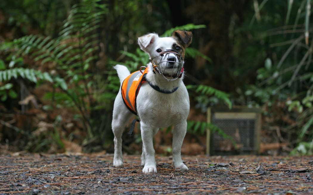 Detector Gadget on Ulva Island.