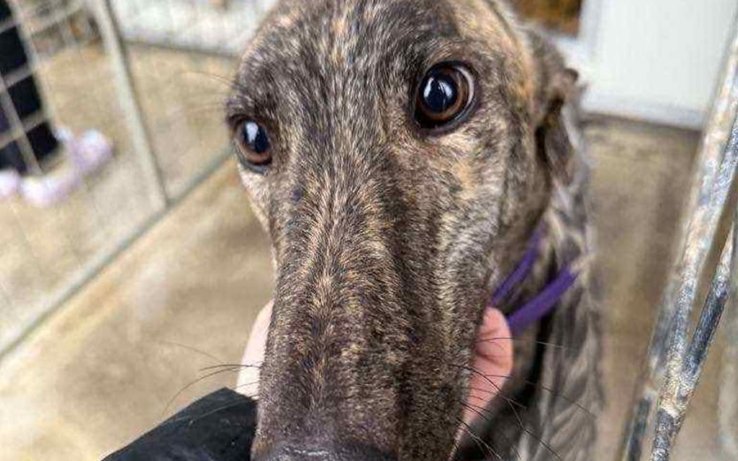 Greyhound