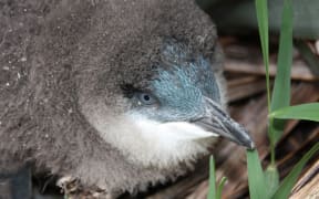 A little blue penguin chick.