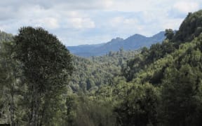 Pureora Forest