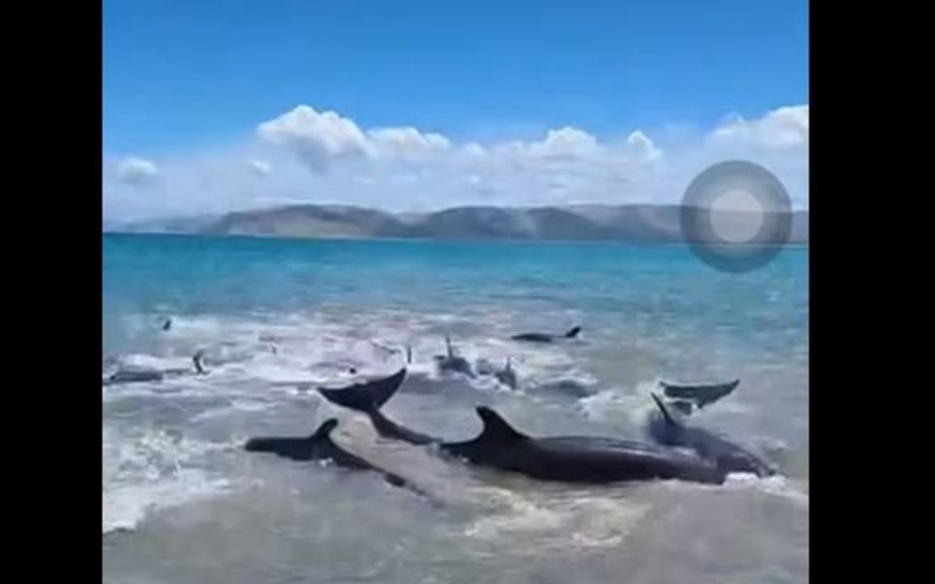 Whale stranding at Taylors Bay near Māhia on 21 January 2024. (not mentioning beach in caption to avoid people crowding to see it)