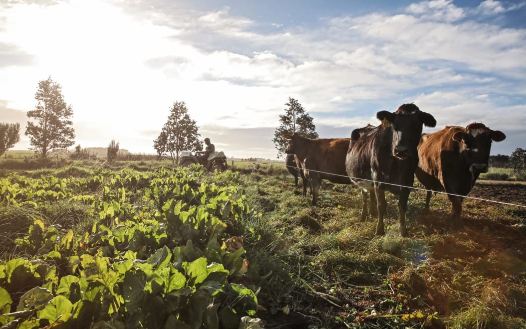 Fifth Canterbury farm confirms presence of M bovis | RNZ News