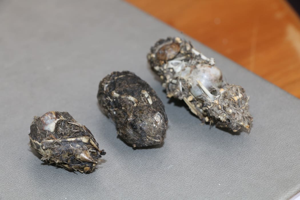 Pellets from a baby barn owl at Wingspan National Bird of Prey Trust