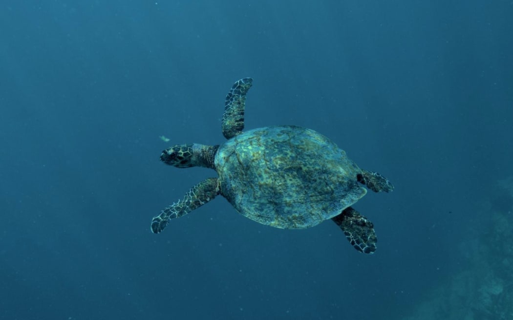 The Hawksbill turtle and Green turtle are the most commonly spotted in Cook Islands waters.