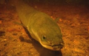 longfinned freshwater eel