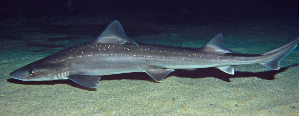 The rig shark (Mustelus lenticulatus) is also known as spotted dogfish, after the golden 'bambi'-like spots on its back. It feeds on crabs it finds in the mud on the bottom of estuaries, and has grinding plates rather than sharp teeth.