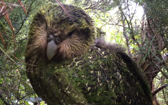 Tutū is one of 73 chicks that successfully fledged during the 2019 kākāpō breeding season. Her name means to stand out or be prominent.