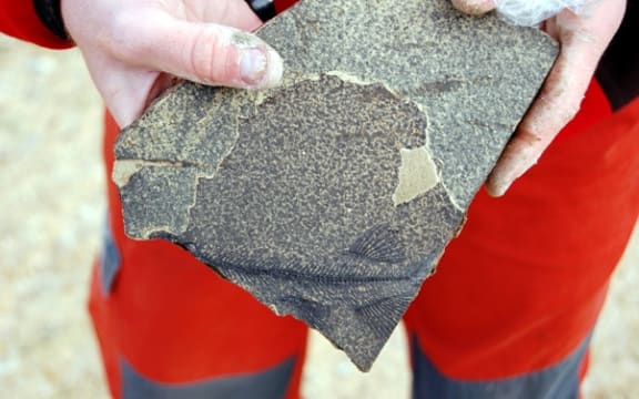 A fossil fish from Foulden Maar.