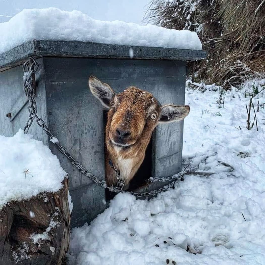 A goat in the snow in Kingston.
