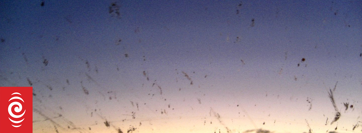 Windscreen bug splat decline a worrying sign | RNZ