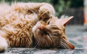 Domestic cat