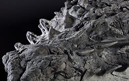 A 110 million-year-old nodosaur fossil has gone on display in Canada.