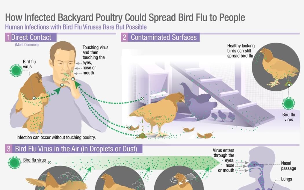 Bird flu infections in people are rare but possible.